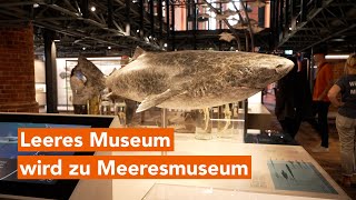 Meeresmuseum Stralsund nach umfangreicher Modernisierung wiedereröffnet [upl. by Gnoc179]