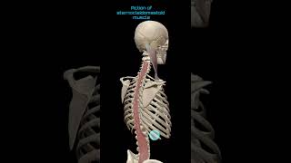 sternocleidomastoid muscle action  3danimation anatomy muscles [upl. by Brew]