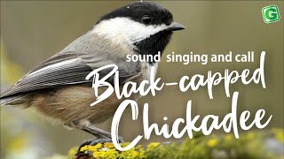 BlackCapped Chickadee Calls Song and Sounds  Chickadeedeedee Call Seet call etc [upl. by Slocum]