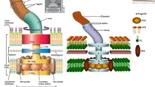 Bacterial flagellum structure [upl. by Xenophon]