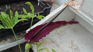 Dracunculus vulgaris dragon arum flowering [upl. by Nebra26]