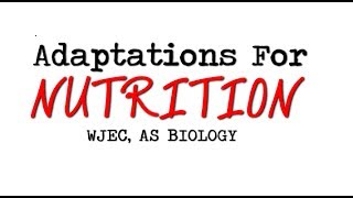 WJEC AS BIOLOGY REVISION BY2  Adaptations For Nutrition [upl. by Ayit]