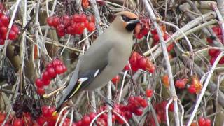 Bohemian Waxwings Feeding [upl. by Clere]