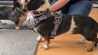 Ruffwear Front Range tuigje  dachshund  teckel [upl. by Ilka]