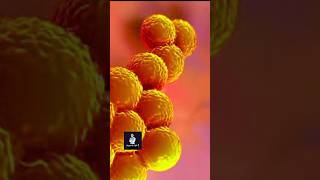 Staphylococcus aureus [upl. by Howlend]