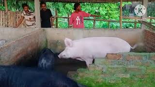 Hampshire Yorkshire pig farming Bongaigaon Assam [upl. by Eniamert]