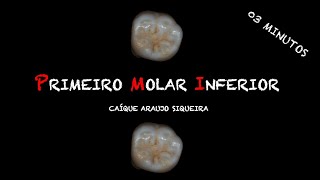 Primeiro Molar Inferior  Anatomia  Teoria em 03 minutos  Anatomia Dental [upl. by Sidnarb]