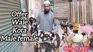 Saste wale kota male female MM Goat Farm Offers on Goats and Pallets in Hyderabad [upl. by Notwen]