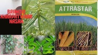 atrazine 50 wp herbicide। herbicide maize herbicide all herbicide davai। [upl. by Niuqaoj]