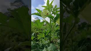 agro agricultura vidanocampo saudade [upl. by Llebpmac]