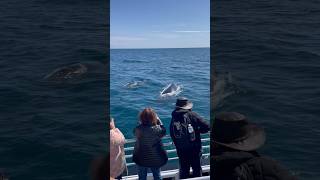 Our Dunsborough whale watching season has gotten off to an incredible start [upl. by Charbonneau]