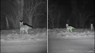 ATN Xsight 4K PRO 5x20 VS 3x14 Field of view Coyote cannon IR  75 yards [upl. by Angie]