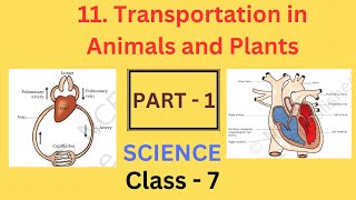 Transportation in Animals and Plants part1 Chapter 11  Class 7 Science  NCERT [upl. by Ifen577]