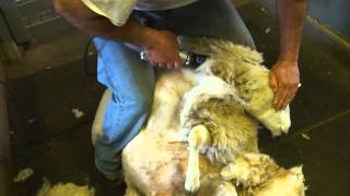 Erdenheim Farm Lamb Cam  Shearing [upl. by Ahtel]