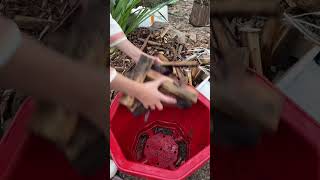 techniques grafting amp repotting longest dendrobium plants short garden orchid [upl. by Odlanyer]