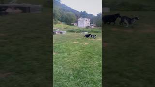 Herding the goats australiankelpie herdingdogs goats [upl. by Queri535]