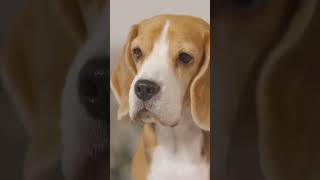 Beagle Facts That Will Blow Your Mind [upl. by Einnig]