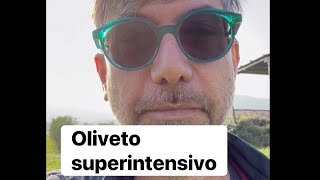 Oliveto superintensivo danielepaci agronomo olivertree olio oil raccolta [upl. by Reynolds393]