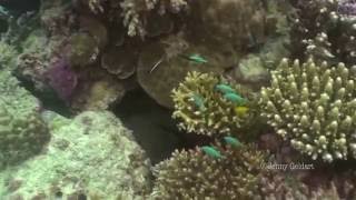 Giant Moray Gymnothorax javanicus [upl. by Adnuahs920]