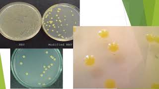 Xanthomonas Parte 1 de 4 [upl. by Gibbs]