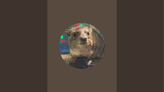 I pet a pregnant hyrax  LIVE [upl. by Fisa23]