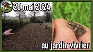 Suivi de culture au jardin vivrier  20 mai 2024  Il pleut il mouille c’est la fête à la grenouille [upl. by Aiouqahs880]