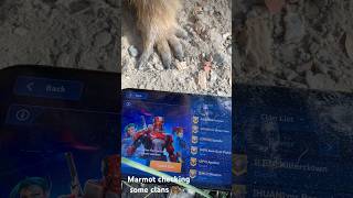 Checking some clans 🐾 mecharena mecharena plarium marmota marmots мехарена switzerland ios [upl. by Ynattirb]