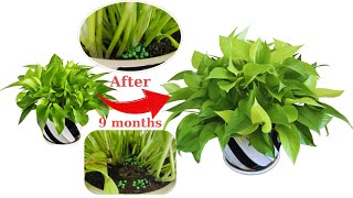 How to care for pothos to keep it beautiful shape [upl. by Ased248]