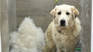 A Guardian Dogs First Ever Groom  Beautiful Owner Reaction ❤️ [upl. by Bette]