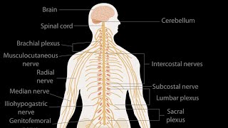 Nervous system anatomy and physiology in Nepali Brain Neuron and Spinal cord [upl. by Hanoy914]