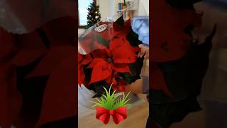 Poinsettia poinsettia poinsettias shortvideo christmastree [upl. by Mendy15]