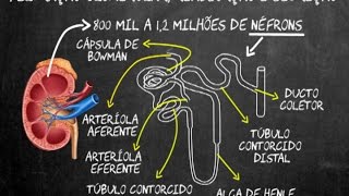 Filtração glomerular reabsorção e secreção [upl. by Evadne]