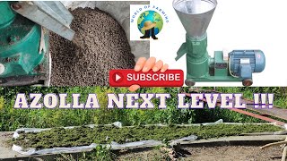 UNLI FEEDS 😎 DIY pellet feeds using rice bran and azolla  Sobra tipid sa pagkain nito 👌👌👌 [upl. by Lorrin]