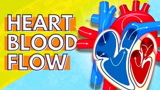 How Blood Flows Through the Heart [upl. by Appilihp216]