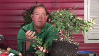 Growing Roses  How to Reproduce Roses [upl. by Gorden]