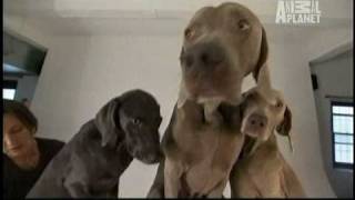 Dogs 101  Weimaraners [upl. by Aihsenat]