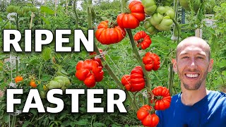 How to Trick Tomatoes into Producing Earlier and Ripening Faster [upl. by Enitsed]