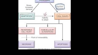 1  Introduction to pathology  etiology pathogenesis morphology terms homeostasis apoptosis [upl. by Alemak10]