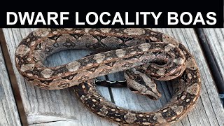 Dwarf Locality Boas Pint Sized Boa Constrictors You Can Keep [upl. by Lune]