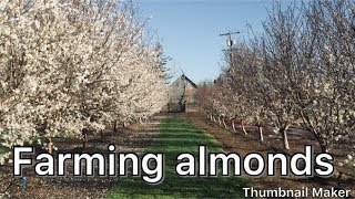 How Are Almonds Grown Part 1 [upl. by Geraldina201]