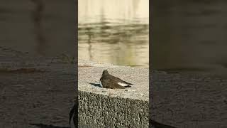 Common Sandpiper is chilling  Кулікперавозчык адпачывае nature urbanbirding birdlover wildlife [upl. by Yob]