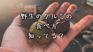 【野草術】売ってるクルミより断然美味しい！野生のクルミの食べ方〜知っておいた方がいい基本知識！ [upl. by Snave541]