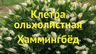 Клетра ольхолистная Хаммингбёд Краткий обзор описание характеристик clethra alnifolia Hummingbird [upl. by Orwin476]