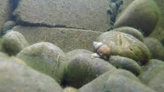 Japanese Trapdoor snails giving birth time lapse [upl. by Mirisola]