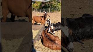 Little goaties goats lolgoats goatfarm goatlovers cute farm farmanimals animallovers [upl. by Corsetti]