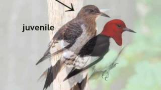 RedHeaded Woodpecker [upl. by Nedap]