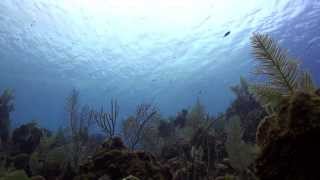 Diving at Fish Den with Roatan Divers [upl. by Farmer]