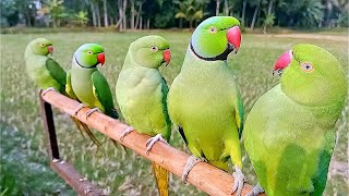 Parrot Sounds  Parrot Talking  Parrot Voice [upl. by Ahsiekrats615]