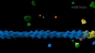 Actin filament assembly [upl. by Ane397]