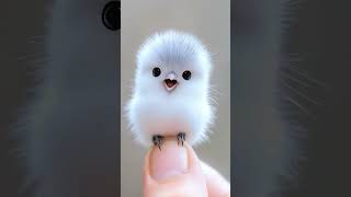 I am the cutest in the bird world This is too cute right [upl. by Assilram]